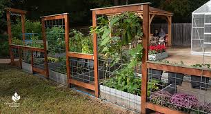 If you've always wanted to grow your own vegetable garden but have been turned off by the idea of spending countless the advantages of square foot gardening make it attractive for both novice gardeners and seasoned green thumbs alike. Jerusalem Sage Central Texas Gardener