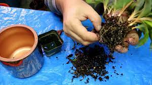It's often displayed to show the numerous plantlet's or spider babies that form on mature plants. Chlorophytum Orchidastrum Care And Repotting Youtube