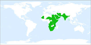 Image result for Corbichonia decumbens