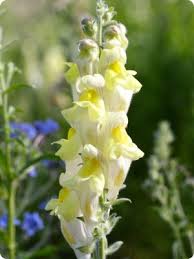 Image result for Antirrhinum