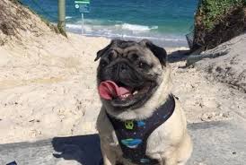 In 2016, there were 4.8 million dogs in australia. Bringing Dogs And Cats To Australia From Moving To Importing Pets Petrelocation