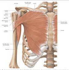 1604062886 hundreds of clinical applications emphasize the vital link between anatomical structure and function. Figure 4 From Introduction To Chest Wall Reconstruction Anatomy And Physiology Of The Chest And Indications For Chest Wall Reconstruction Semantic Scholar