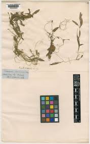 Image result for Potamogeton richardii