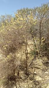 Image result for Alantsilodendron pilosum