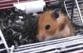 23 Moments That Took You By Surprise Funny Vines Best Funny Pictures Hamster