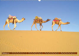 Dromedar — dromedar, eine art kameel, das nur einen höcker hat, besonders in nordafrika und südasien zu hause. Kamele Dromedar Trampeltier Kalendererfolg