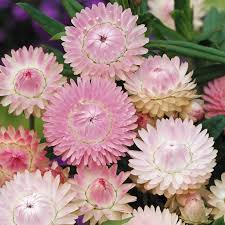 Image result for Helichrysum keilii