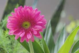 Image result for Gerbera viridifolia