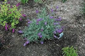 Check spelling or type a new query. Flutterby Petite Blue Heaven Dwarf Butterfly Bush New Life Nursery