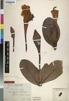 Image result for Gardenia imperialis