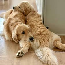 Insta Dog Chien Chiens Chiens Mignons Beaux Chiens Labrador Cocker Petit Chien Grand Chien Chien Chat Chien Dr Retriever Puppy Beautiful Dogs Golden Retriever