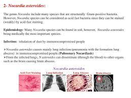 Bacterial Diseases Continue Ppt Download