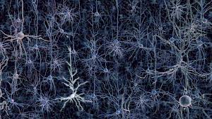 Our guest editors, james kozloski, manager of computational neuroscience and multiscale brain modeling, and understanding the brain's dynamics is of central importance to neuroscience. Masters In Neuroscience In Uk Msc In Neuroscience In Uk Study Neuroscience In London For Indian Students Gouk