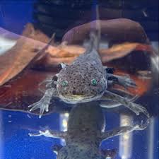 AXOLOTLS! Plenty of axolotls in stock! As well as basic and deluxe starter  kits so you have absolutely everything you need before you take yours home!  * * * #BuffaloPetSupply #PetStore #BuffaloPet #