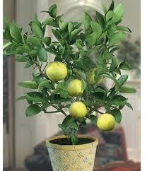 Sweet lemon tree on where to go? Full Sun Exposure Sweet Lemon Nursery Plant Rs 80 Plant Yuvaraj Nursery Garden Id 22576860733