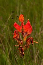 Image result for Disa robusta