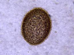Image result for Pseudoeriosema borianii