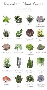 Best Of Blog Indoor Plants Becki Owens Plants Planting Succulents Succulents