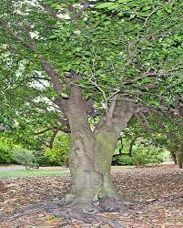 Image result for Diospyros mafiensis