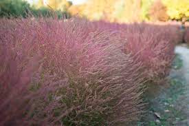We did not find results for: How To Grow Care For Pink Muhly Grass