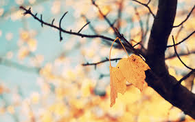 Amazon warehouse great deals on quality used products : 50 Beautiful Hd Wallpapers For Girls