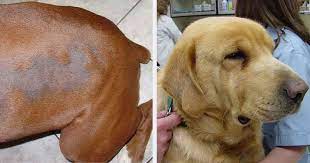 Although many dogs tend to gain pounds as they age, an unexplained increase in body weight can be a sign of low functioning thyroid, cook said. Canine Hypothyroidism Fact Vs Fiction Walkerville Vet