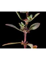 Image result for Bergia