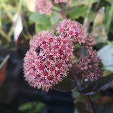 Fra juli til oktober blomstrer den med grøngule til hvidgule små blomster, der er samlet i løse stande. Sedum Hybrid Chocolate Drop Sankthansurt
