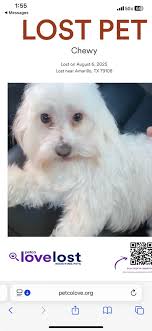 Lost Mastiff in Odessa Needs a Home