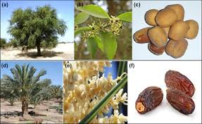 Image result for Balanites pedicellaris