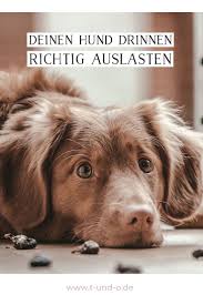 Pin Auf Leben Mit Hund