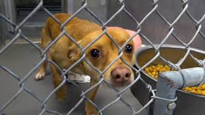 Many cats and kittens that are rescued by lucky cat adoptions are kept in permanent foster some cats and kittens are feral and will never make good house pets. Free Animal Adoptions As Jacksonville Shelters Approach Capacity