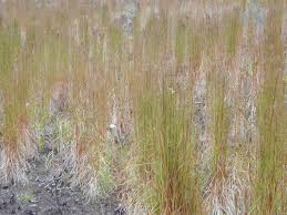 Image result for Schizachyrium claudopus