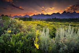 Maybe you would like to learn more about one of these? Grand Teton National Park Sunset Clouds Evening Mountains Field Flowers Herbs Woods Trees Pine Trees Wallpaper 4579x3057 172004 Wallpaperup