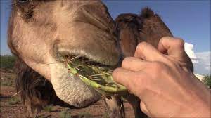 Desert animals mostly feed on plants, insects, carcasses and other animals. Camel Eats Cactus In Seconds Ø¬Ù…Ù„ Youtube