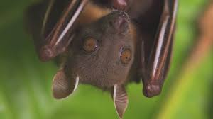 Jun 17, 2021 · surrounded by lush green trees and rugged mountain slopes, villagers in kalihand have a unique culture of commemorating the dead by planting a fruit tree and watering it for at least a year or. Covid Why Bats Are Not To Blame Say Scientists Bbc News