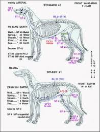 Cats Dogs On Pinterest