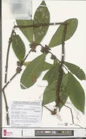 Image result for Mostuea brunonis