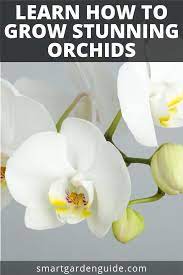 How To Care For Phalaenopsis Orchids My Top Orchid Care Tips You Ve Just Got An Orchid But How Do Y Phalaenopsis Orchid Care Orchid Care Phalaenopsis Orchid