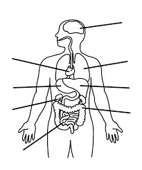 Human Anatomy Organs Coloring Pages Bulk Color Human Body Worksheets Human Body Organs Human Body Diagram