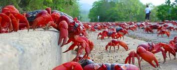 Tens of millions red crabs crawl from the forest to the shore and back in their annual migration. Christmas Island Red Crab Migration