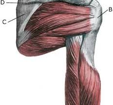 Inflammation Of The Tendon Sheath Of The Upper Shoulder Blade Muscle Sportnetdoc