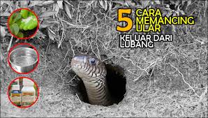Di momen itu, allen minta ampun dan membuat video peringatan kepada siapa pun di luar sana yang tidak percaya. 5 Cara Memancing Ular Keluar Dari Sarang Atau Lubangnya Yang Efektif Dan Mudah Dokumentasi Liestanti Anexia