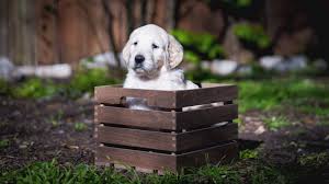 We often have english goldendoodle puppies for sale, labradoodle puppies for sale, f1b goldendoodle puppies for sale, and f1b labradoodles for sale. F1 English Teddy Bear Goldendoodle Puppies For Sale Austin Texas