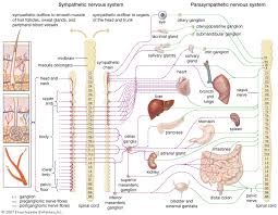 Autonomic Nervous System Divisions Functions Britannica
