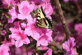 Hot pink, red, and white azaleas brighten many southern yards each spring. Evergreen Azaleas For Alabama Alabama Cooperative Extension System