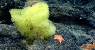 Di kedalaman 3.700 meter, banyak cerobong asap natural yang berdiri di dasar laut dan menyemburkan. Peneliti Videokan Kehidupan Nyata Mirip Spongebob Dan Patrick Tekno Tempo Co