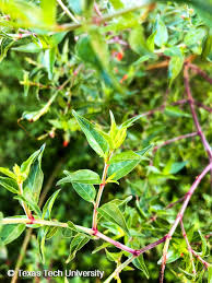 Image result for Aeollanthus ukamensis