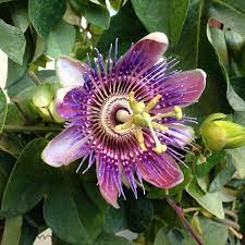 Check spelling or type a new query. Mark Knox Flowers Odessa Tx