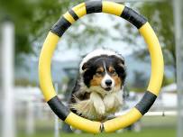 Lost Coast Kennel Club Dog Agility Weekend